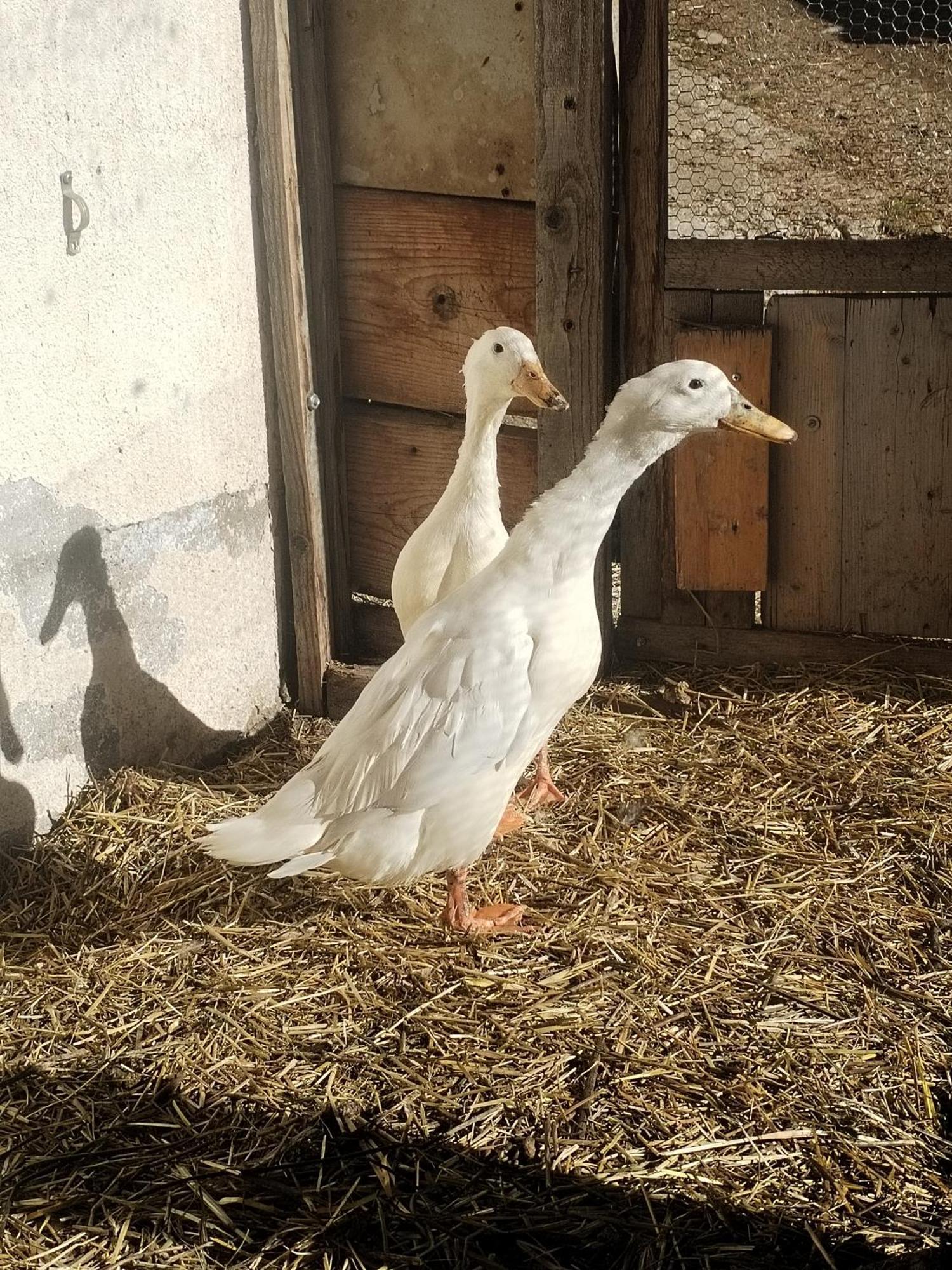 Greiterhof Partschins Bed & Breakfast エクステリア 写真