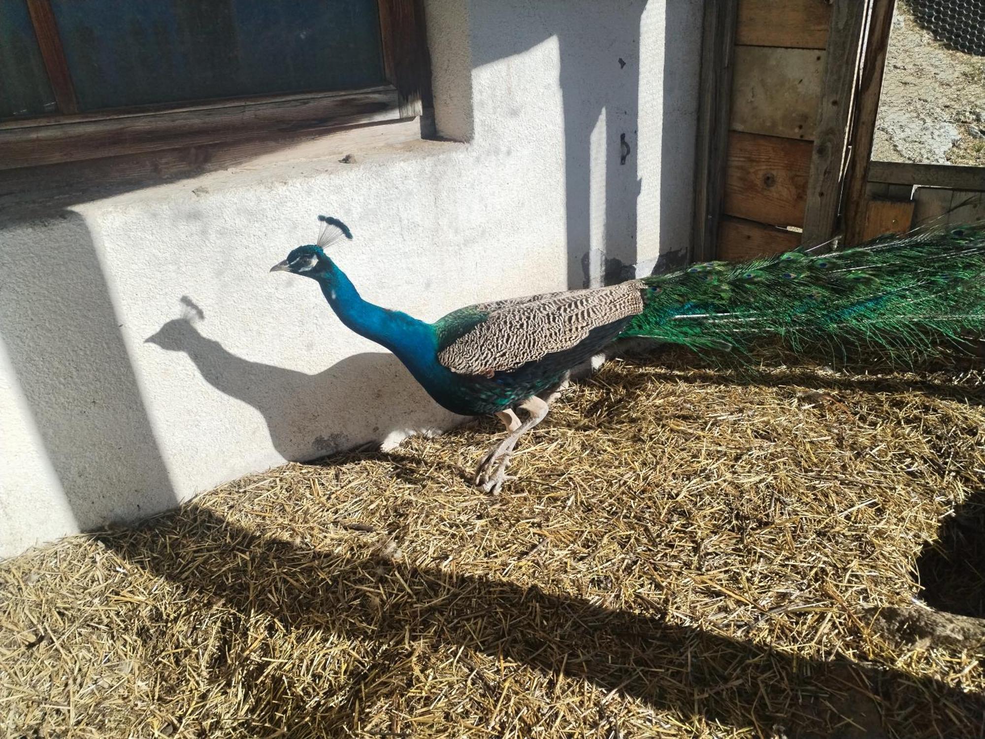 Greiterhof Partschins Bed & Breakfast エクステリア 写真
